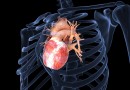 Биоинженеры нашли, чем «залатать» сердце