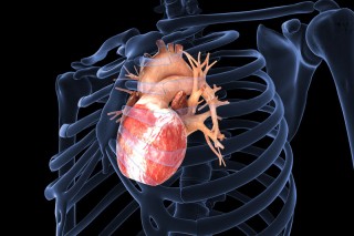 Биоинженеры нашли, чем «залатать» сердце