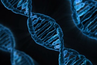Создан первый комплексный Атлас схем деятельности генов человека