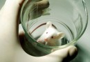 Американские биологи смогли излечить мышей от генетической мутации