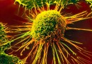 Вирус кори может победить раковые клетки