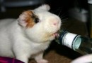 Новый эксперимент с мышами показал — потребление алкоголя отцом влияет на поведение сына