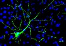 Нейроны, созданные из кожи, активно включились в работу мозга